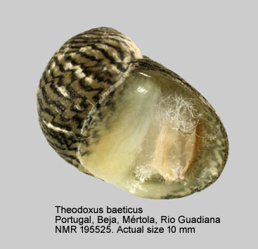 Theodoxus baeticus.jpg - Theodoxus baeticus (Lamarck,1822)